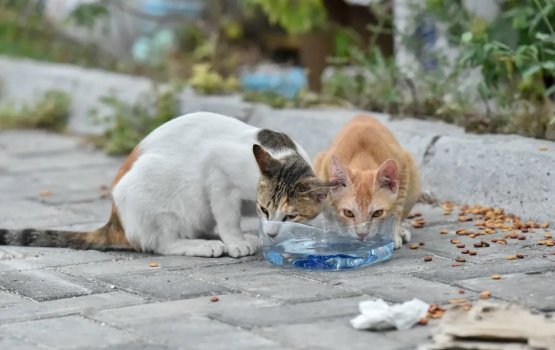 Janavaarakah laainsaanee aniyaa eh dheefi nama 50,000 rufiya in joorimanaa kuranee