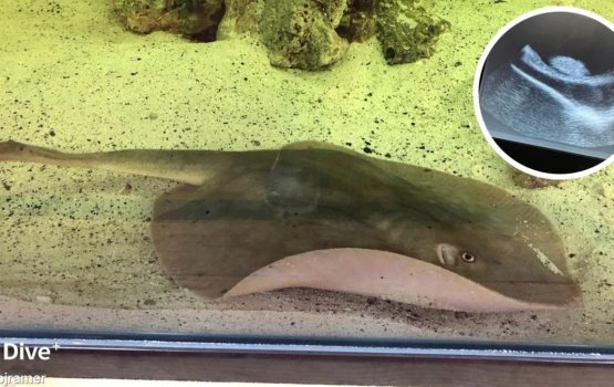 Aadhayaa khilaafah maabandu vi madi 