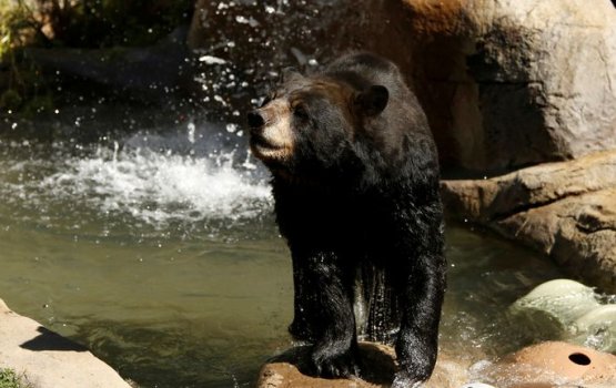 California gai furathama faharah kalhu saaridhoalheh meehaku maraalaifi 