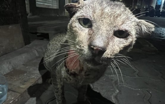 Aniyaa libifaivaa bulhaleh hifai, havaalu kondhey meehakah 300 dollar dhenee