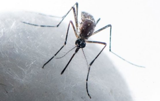 Dengue humun sihhathah dhaaimee gehlun libey!