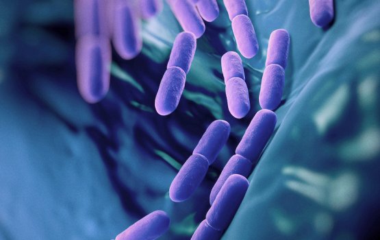 Probiotics: nagan jehey supplement eh tha?