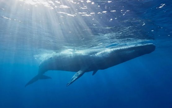 Dhivehi Raajjeyge mi manzarun mulhi dhuniye ajaaibu kollaifi