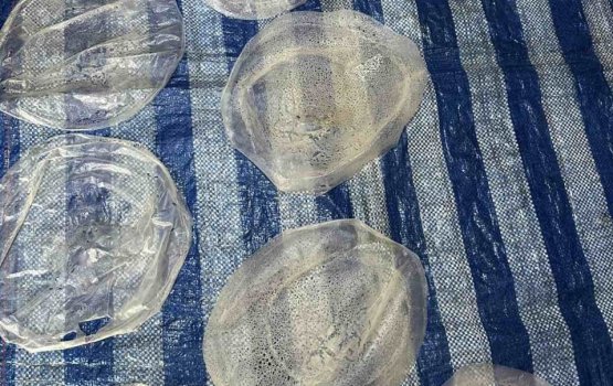 Zeenia fihaa haalu folheege 