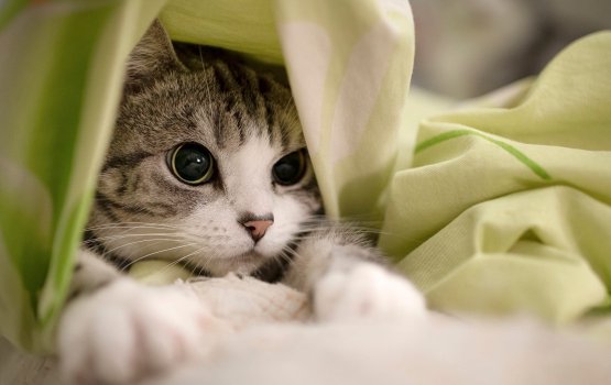 Gadhdhoo gai bulhaa maraa massala boduvejje