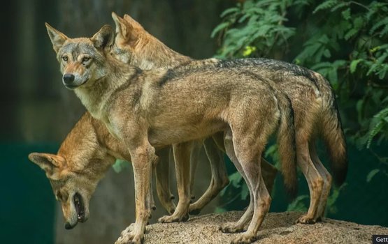 Kudakudhinnah hamalaadhee maraalaa hiyalhuge sababun India haaskamehge thereygai