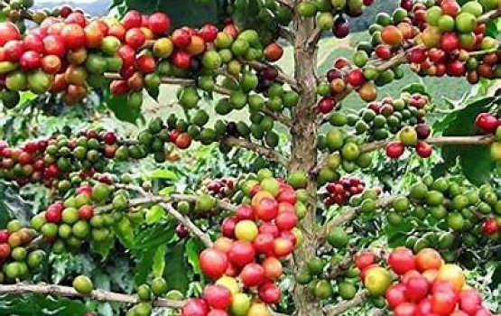Arabica coffee ge meeru raha: coffee oshun joadah kuri dhathuru