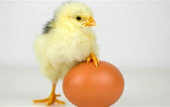 Dhoshee kukulhutha? bistha? Miothee science verin hoadhi javaabu