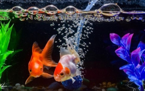 Geygai mas gengulhumakee nafsaanee balithakah oiy faruvaa ehkan engeytha?