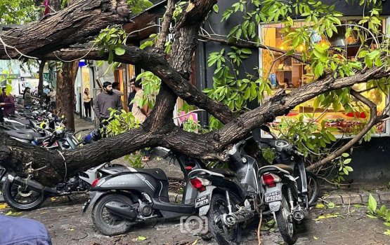 Maaveyo magugai huri bodu gaheh vettijje