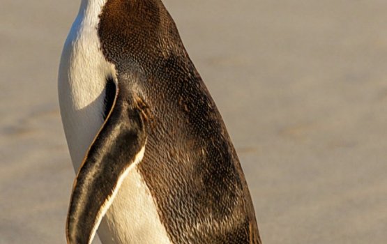 Aharuge emme maguboolu dhooneege lagabu kunivas dhuvaa dhoonyakah libijje!