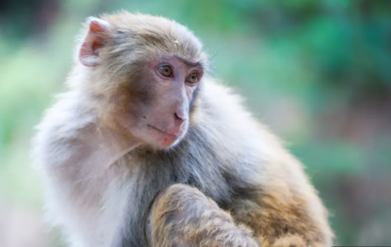 America ge Research laboratory akun 43 raamaamakunu dhoovejje