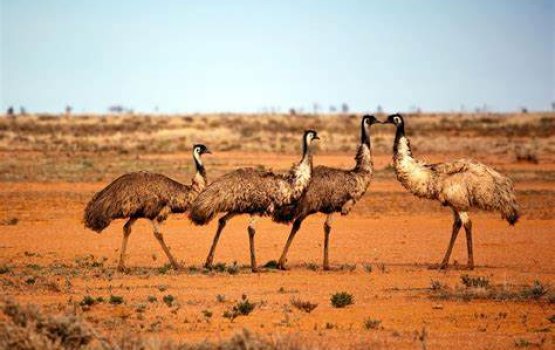 Emu ge bodu hanguraama: Australia ge aadhayaa khilaafu hama nujehun