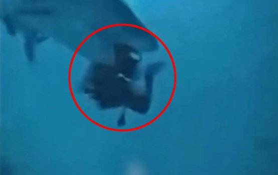 Miyareh meehege bolugai dhaiy alhan masehkaiy kuraathan fenna biruveri video eh