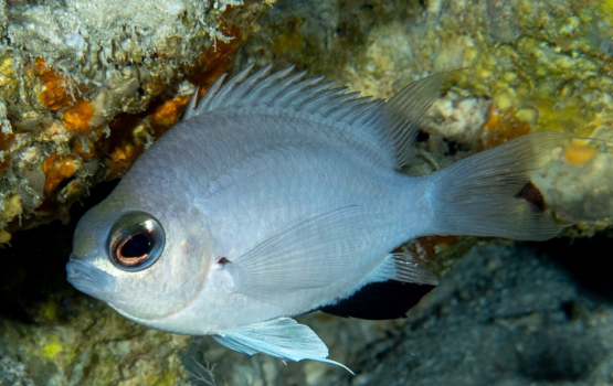 Dhuniyeygai record kurevifai nuvaa aa maheh rajje in fenijje