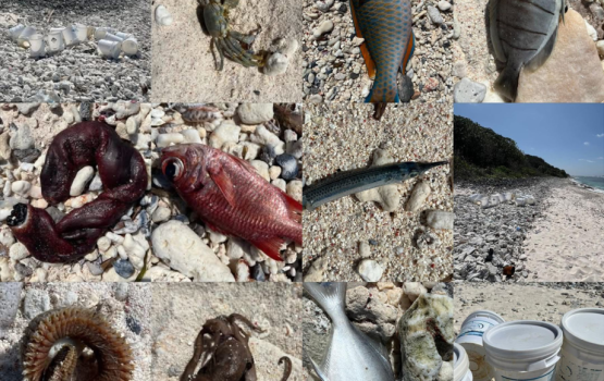 Addu Hithadhoo moodhah chlorine elhumun dhirunthah maruvegen lagganee