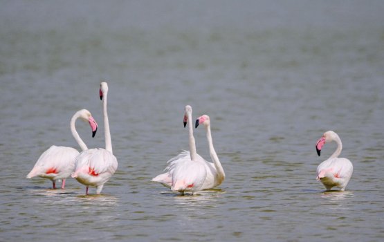 Gudugudaa dhoonithah anekkaves Kulhudhufushi kulhi ah, hiygaimu manzareh