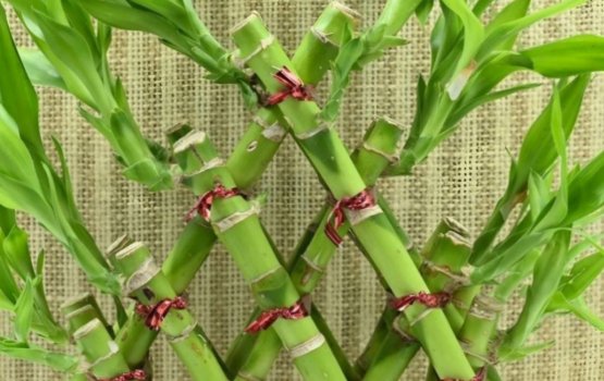 Lucky Bamboo: miee geythereyge maahaulugai hadhdhaalan faseyha gahei