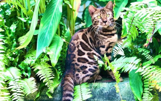 Olhukohgen gengulhey janavaaru dhookollai, aniyaakoffi nama joorimanaa kuraa gothah majlis ah billeh