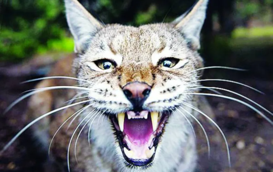 Nurakkaatheri janavaareh Israel sifainthakakah hamalaa dheefi