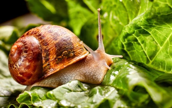 Finihakaiga dhai hureytha?