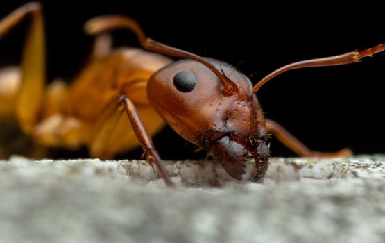 Keerithi Quranun haamava hini thakuge ajaibukuruvanivi dhuniye