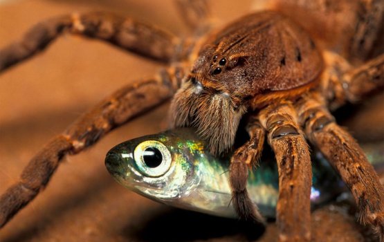 Makunutha esorumenge shikaara kai hadhanee kihinekkan engeytha?