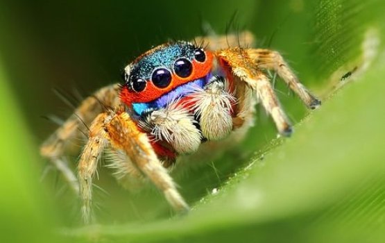 Faidhigu makunuthakuge thereygaives vegetarians ulheytha?