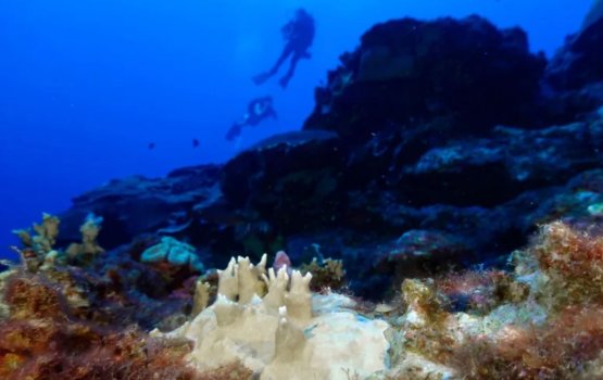 Dhuniyeyge faruthakuge 84% gaa hudhu vejje