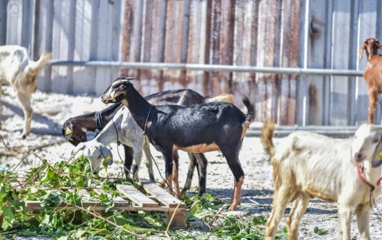 Bodu Eid ah Addu city gai kathilan bakari hoadhanee