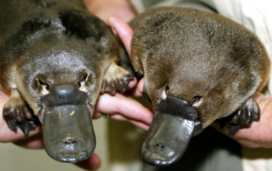 Mi janavaaruge dhalun nikunnanee kiru?