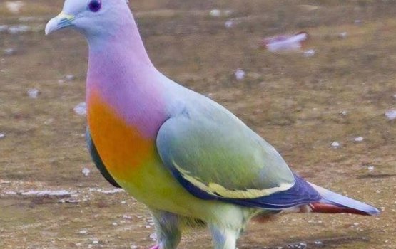 Dhooni ves eyge kuda dhari ah kiru dheykan engeytha?