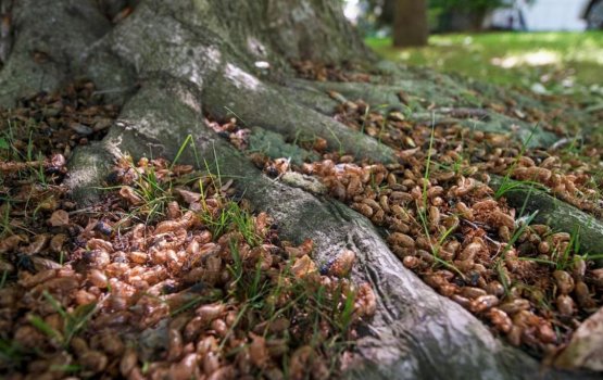 17 Aharah fahu anekkaa ves America ah Cicada ge moosun