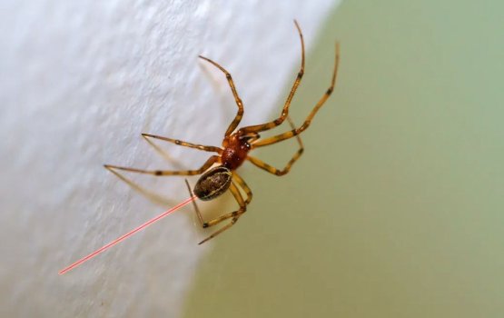 Mi makunu dhookuraa vaa hunnanee rai kulain dhillifai!