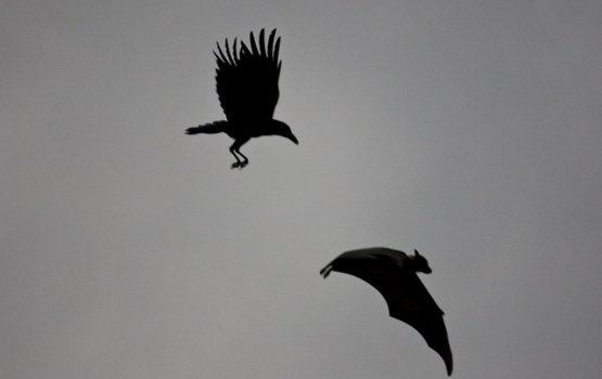 OPINION: Kaalhaai vaalaai dhondheenaa ge bahus: Sarukaarah vaanuvaa engeytha?