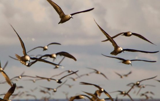 Raajjey gai ainmathee dhooni madhuve, theyravaa gellijje