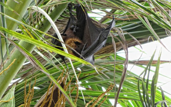 OPINION: ''Sarukaarah insaanunah vure muhinmee janavaaru''