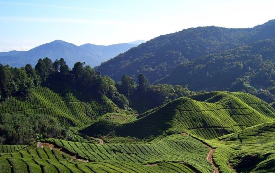 Cameron Highlands: Aiyy foara fashugai gudhurathee reethi kamuge misaaleh!