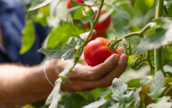 Mi'ee tharukaaree eh tha? Noonee meyvaa eh tha?