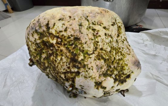 Mahah nukume ulhunu Ukulhas bayaku gaaigadakah 15 kilo huri maavahareh hovaifi