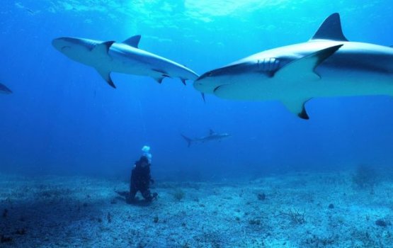 Miyaru manzileh ge gothugai Fuvammulah Netflix ge 