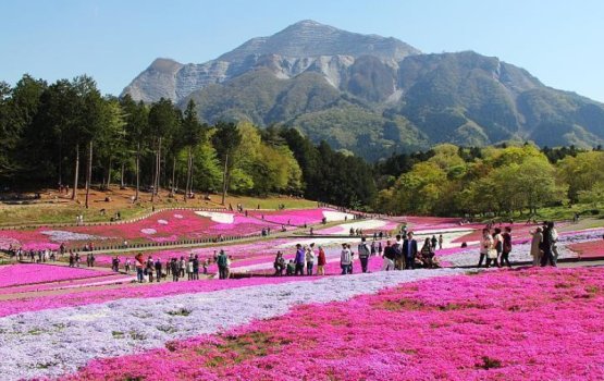 Japan in mifaharu fenunee Cherry Blossoms eh noon, ekamaku hama ehaa hiyygaimu!
