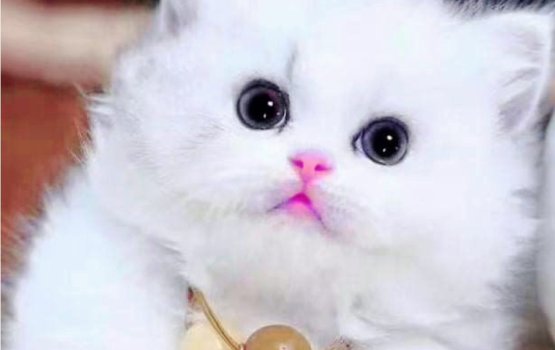 Bulhaluge gaiga badhdhaa olhulun hama cool tha?