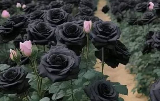 Turkiye' gai kalhu finifen maluge bageecha eh, balaa foohi nuvey!