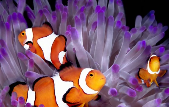 Baeh janavaarunnah  jinsu badhalu kureveykan engeytha?