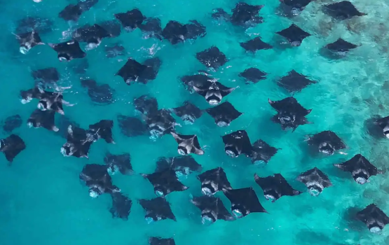 Dhonfanu bin hikkun huttaalan govaalai, petition eh gai soi kuranee