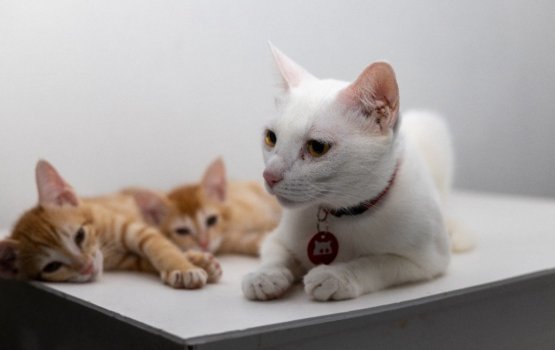 Bayyeh fethuri olhuhiya in bulhaathah maruvanee