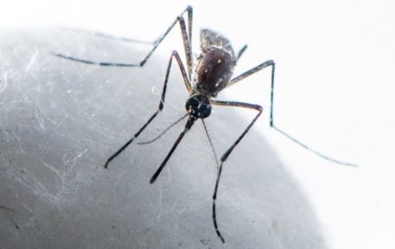 Dengue humuge sababun sihhathah dhaaimee gehlun libeytha?