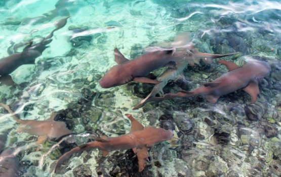 Kashimiyaru ge masverikan kureveynee aharaku 7 mas dhuvahah