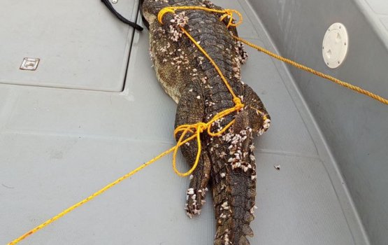 Guraidhoo kairin 6 foot ge kinbuleh hifaifi